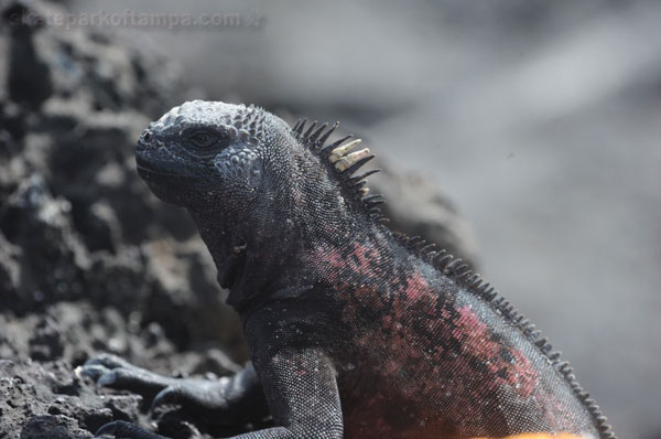 Marine iguanas exist no where in the world