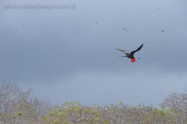 Vert Contest in the Galapagos Islands