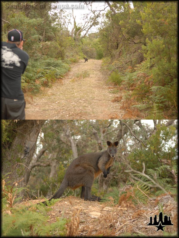 Aussie Wallaby