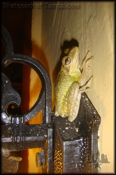 Florida Frog