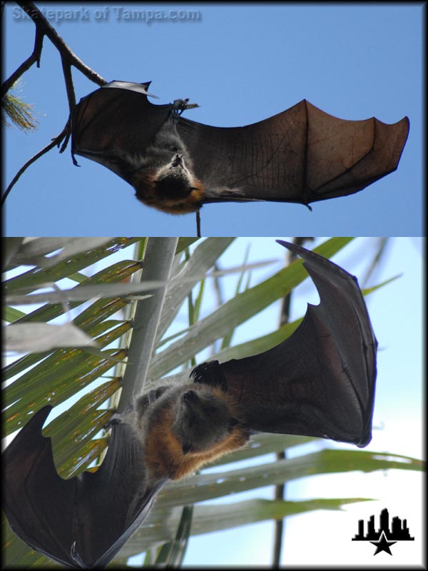 Bats Hanging From Palm Trees