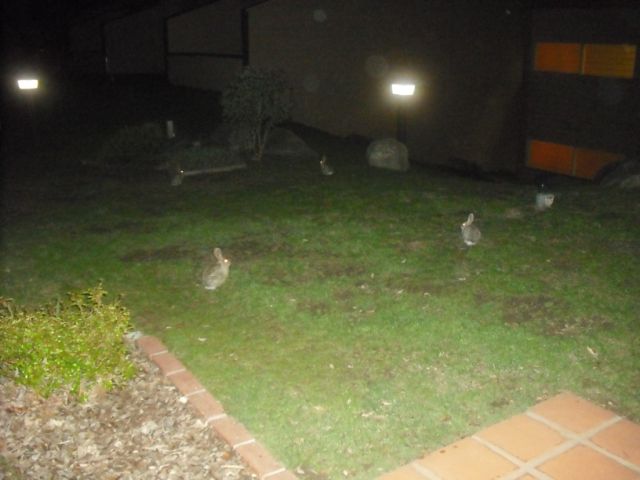 There were so many rabbits all over Camp