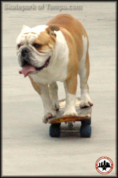 Tyson The Skateboarding Dog